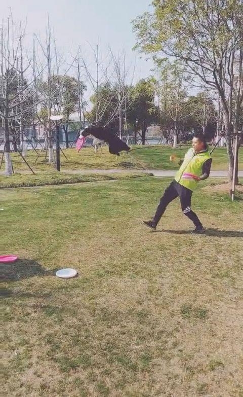 运动健将边境牧羊犬,踩胸借力空中接飞盘,精彩一幕让人赞叹