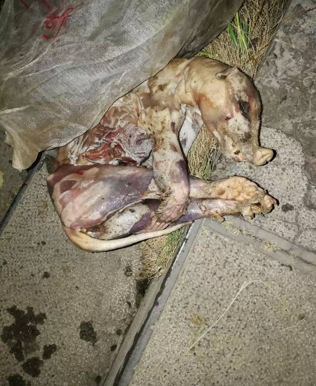 遵义一民房冷藏室,一股腥臭扑来,原来里面装了15袋活蛇,野猪、红颈雉……