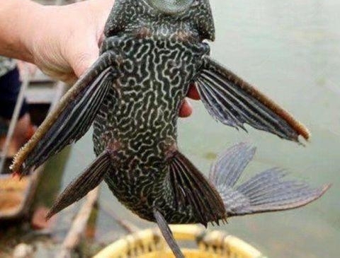 �����˷ܵ��ջ���������һ���㣬��ϸһ�������ð���ȫ����