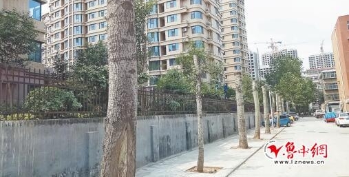 小区行道树被砍成光杆 居民质疑