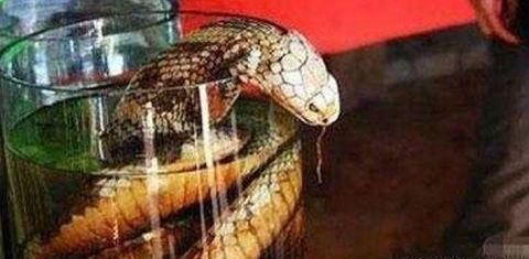 男子用毒蛇泡酒 一个月后打开酒 悲惨的一幕发生了