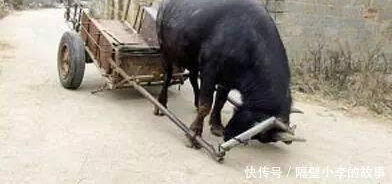 ���˲м�����ˮţ�Լ�װ���µأ�ʵ����̫ͨ������