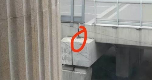 赞!小猫被困高架,多亏他们救了它