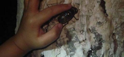 ũ��С��ץ֪�˺һ������200�飡����ǰץ����