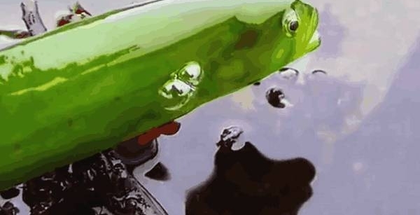 ����Ұ�ⴹ��, ����һ����һ���̹�, ԭ����һ����ɫ��Ʒ��