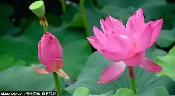 ���Ǵ����ɻ�ʢ�������ǽ��ϣ�ʤ�ƽ��ϣ�