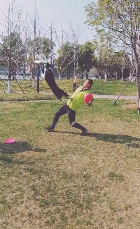 运动健将边境牧羊犬,踩胸借力空中接飞盘,精彩一幕让人赞叹