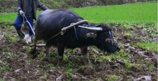 ��ר�ҡ�����̫�ݣ���Ҫ��ũ����