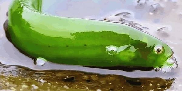 ����Ұ�ⴹ��, ����һ����һ���̹�, ԭ����һ����ɫ��Ʒ��