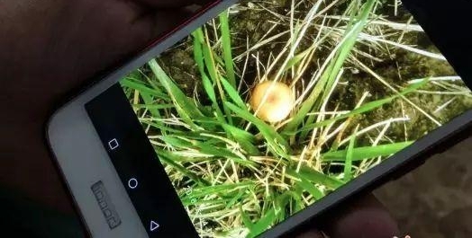 ��Ŀ���ģ�ĸ��·�߲ɡ���Ģ����������ʳ�ã����ȴ����СŮ����