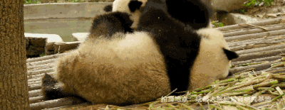 ��ϵ��è���õġ�ħ��ѵ�����γ�