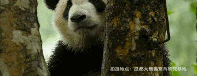 ��ϵ��è���õġ�ħ��ѵ�����γ�