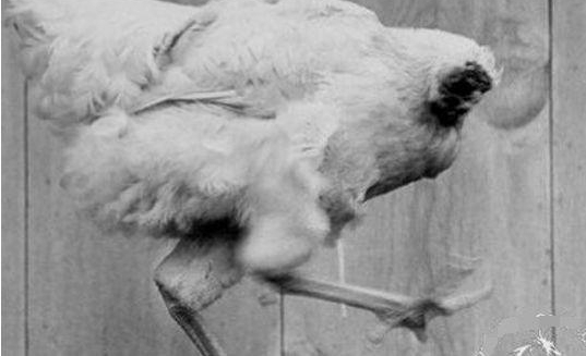 ������ĸ���������ͣ�ɱ��������һ�����£����˺ܷѽ�