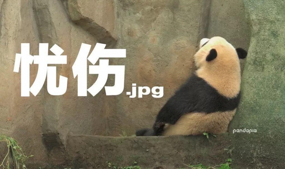 ��ϵ��è���õġ�ħ��ѵ�����γ�