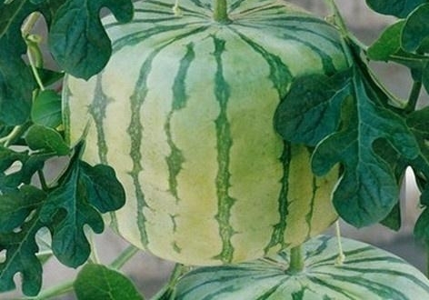 ���ӻ����ٿ�����һ���������ϳ����� �ؼ��п��� �����Լ�׬��