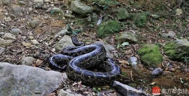 深圳40斤巨蟒闯进居民院子疯狂觅食,抓获后竟吐出一整只鸡