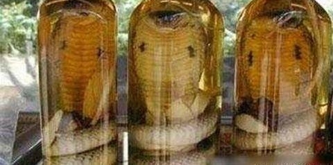 男子用毒蛇泡酒 一个月后打开酒 悲惨的一幕发生了