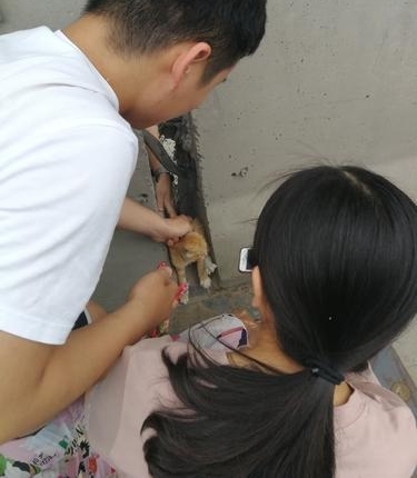 赞!小猫被困高架,多亏他们救了它