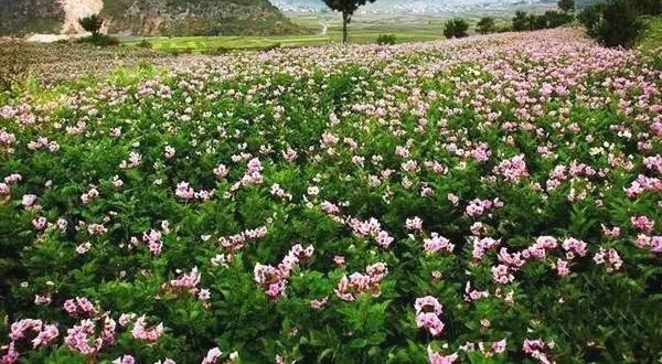ƽ��ׯ��������� ��һ�������������󻨿���