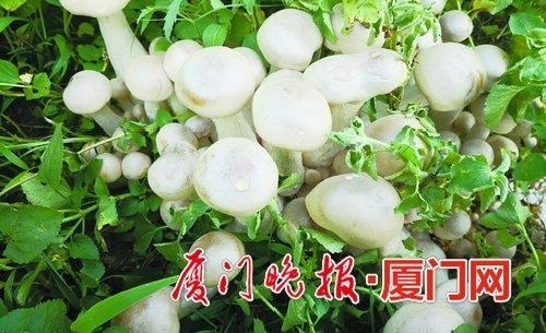 һ��һֻ��ҰĢ�����˴��� ҽ��������Ϥ�ľ��಻Ҫ�ҳ�
