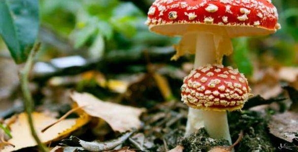 一家四口误食野外采的蘑菇中毒 民间识别方法别轻信