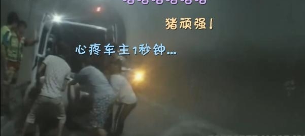 600斤大肥猪和同车猪打架跳车 10人3小时抬回车