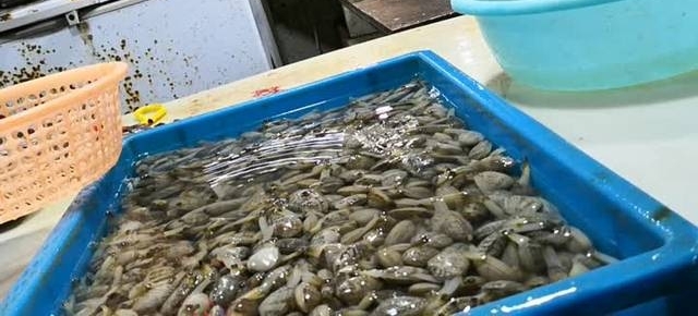 ����ĺ����Ƿ����֡���������ʵ�飬Ϊ�����أ�