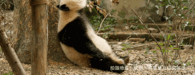 ��ϵ��è���õġ�ħ��ѵ�����γ�