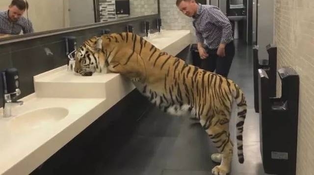���ӷ���ϴ�ֳ���ֻ�ϻ�����Ϊ�Ǽٵģ���������ģ��ϻ�ת����ͷ��