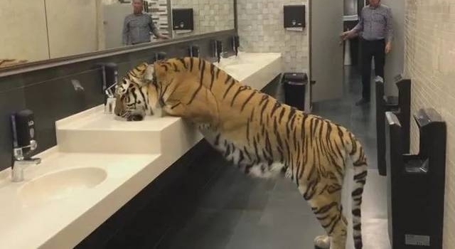 ���ӷ���ϴ�ֳ���ֻ�ϻ�����Ϊ�Ǽٵģ���������ģ��ϻ�ת����ͷ��