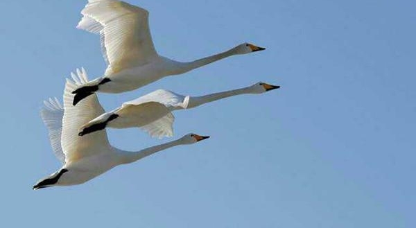 �ǳ�����|�����ޣ�һ�Է����ĺ���
