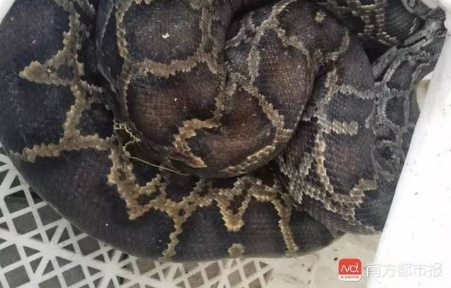 深圳40斤巨蟒闯进居民院子疯狂觅食,抓获后竟吐出一整只鸡