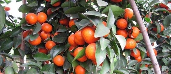 ��Щ����Ĵ��ڣ�����������ٲ�ҵһ������������������Σ������