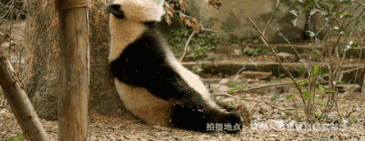 ��ϵ��è���õġ�ħ��ѵ�����γ�