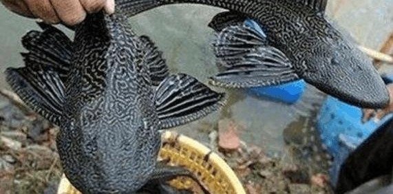 中国人那么能吃,为什么不敢吃这种鱼?网友:我就是饿死也不吃一口!