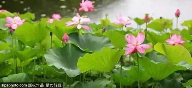 ���Ǵ����ɻ�ʢ�������ǽ��ϣ�ʤ�ƽ��ϣ�