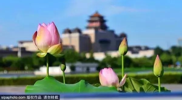 ���Ǵ����ɻ�ʢ�������ǽ��ϣ�ʤ�ƽ��ϣ�