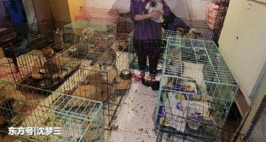 女子为养300余条流浪狗卖房后乞讨 ,还与女儿断交!