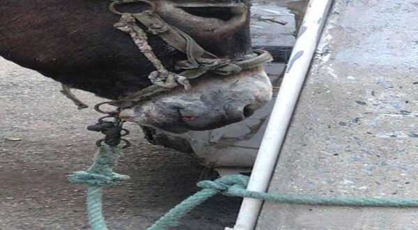 狗咬驴驴踢车,修车要十万,驴主人:找狗主人赔,狗主人:没钱赔