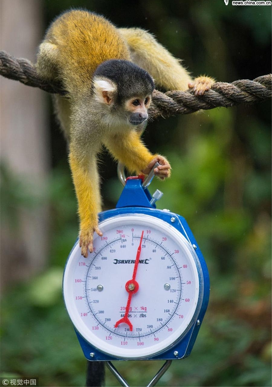 �׶ض���԰������ȳ��� �����Ǽ�������