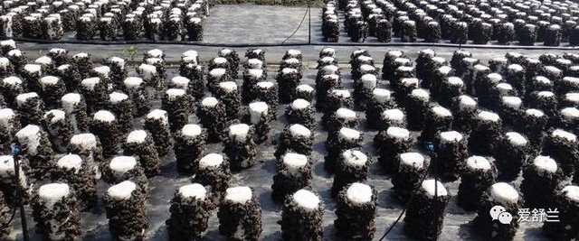 舒兰故事|张永生:南“耳”北移 炫出多彩人生