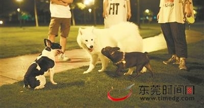 调查显示:遛狗不牵绳不戴口罩很常见 小区夜跑人士屡中“狗屎运”