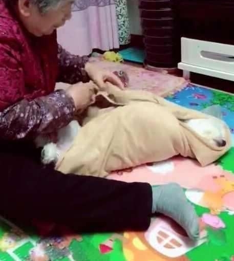 给奶奶买了只狗狗解闷 2个月后剧情大逆转 狗狗成了亲孙子