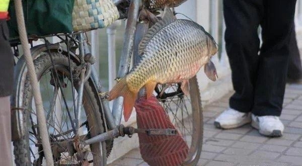 民间钓鱼人的“流氓式钓鱼”,不用钓饵的,每天照样获鱼几十斤