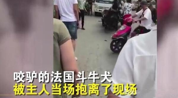 狗咬驴驴踢车,修车要十万,驴主人:找狗主人赔,狗主人:没钱赔