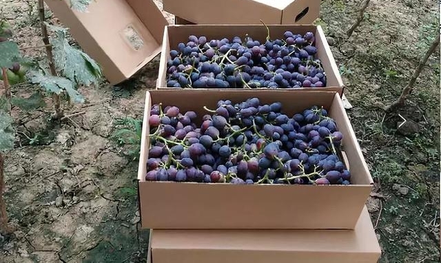 ��˵���Ǵ󳧵��������ˣ��ߣ���ժȥ��