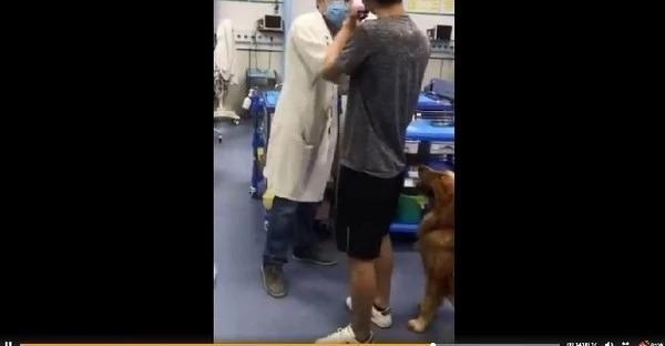 男子带金毛闯医院急诊室,要医生给狗看病否则就要弄死医生