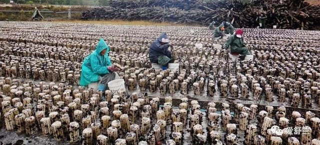 舒兰故事|张永生:南“耳”北移 炫出多彩人生