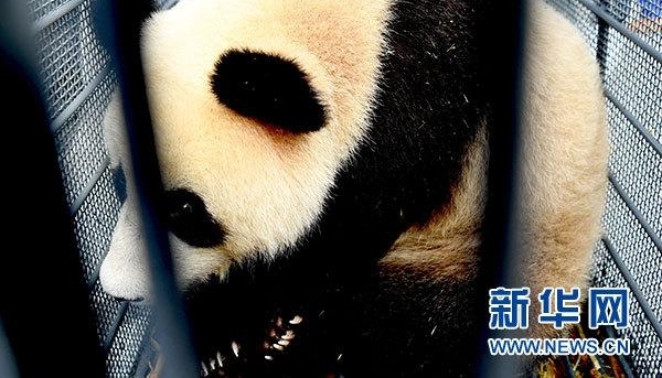 大熊猫“姐妹花”飞抵长春 东北虎园“安新家”