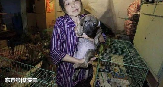 女子为养300余条流浪狗卖房后乞讨 ,还与女儿断交!